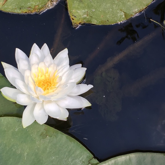 Meet your Posher - Picture 1 of 1